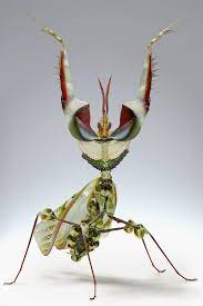 Pin On Little Creatures