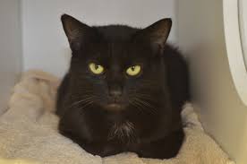 Adopt Tiffany On Petfinder Cats Cat Help Kitty