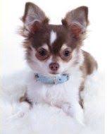 Learn all about chihuahua breed. Chihuahua Breeders Exclusive List Of Akc Chihuahua Breeders