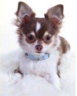 The most common colors are fawn, black & tan, white, chocolate and blue merle. Chihuahua Breeders Exclusive List Of Akc Chihuahua Breeders