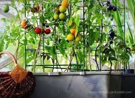 How often should you water the tomato growing in a pot or container? How Much And How Often To Water Tomatoes