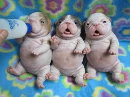 Oh How Cute You Make Em God D 3 I Just Want To Tickle Those Tummies Baby Animals Cute Animals Cute Baby Animals