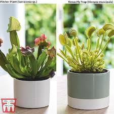 Many species of these interesting bug eaters such as sundews and butterworts occur naturally in tropical or subtropical regions. Carnivorous Plants Collection House Plant Thompson Morgan