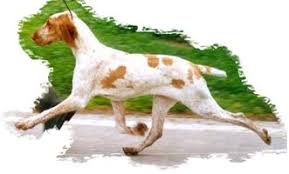 Image result for italský krátkosrstý ohař