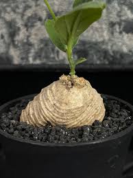 Image result for Trochomeria macrocarpa