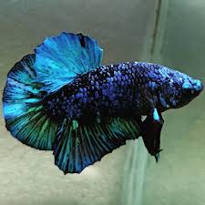 High Quality Plakad Avatar Male Betta Fish In 2020 Betta Fish Types Betta Fish Betta