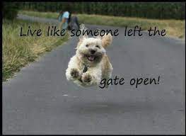 Live Like The Gate Is Always Open Funny Animals Inspiring Quotes About Life Animals