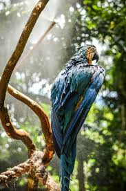 Best Wildlife Photography 2019 500x755 Download Hd Wallpaper Wallpapertip Tons of awesome free wildlife wallpapers to download for free. best wildlife photography 2019