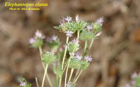 Image result for Elephantopus