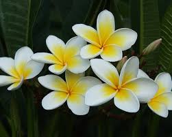 Frangipani A Flowering Favourite Plants Whitsunday