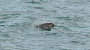 Tan solo quedan 22, aunque experto asegura que el número puede ser de no más de 10 en el golfo de california. La Vaquita Marina Esta A Un Paso De La Extincion Advierte Semarnat Actualidad Forbes Mexico