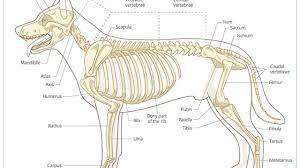 Like humans, dogs have true, false, and floating ribs, each serving a different purpose. Skeletal Abnormality In Dogs And Cats