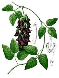 Image result for Mucuna glabrialata