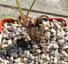 Image result for Pelargonium luridum