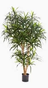 Image result for Dracaena reflexa