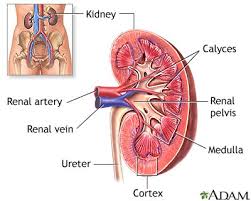 Kidney Anatomy Nierenreinigung Harnwegsinfekt Nierenkrankheit
