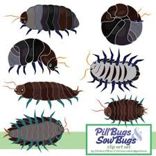Roly Poly Pill Bug And Sow Bug Clip Art Set Pill Bug Art Set Art