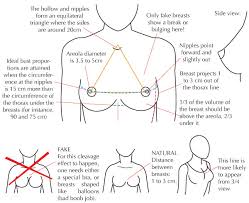 Human Anatomy Fundamentals Muscles And Other Body Mass