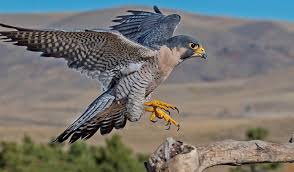 Sua alimentação se baseia em insetos e pequenos animais vertebrados. Euber Lisboa O Falcao E Uma Ave Conhecida Por Ter Uma Visao Muito Apurada Ele Consegue Detectar Suas Presas A Grandes Distancia E Se Lanca Sobre Elas Em Uma Grande Velocidade