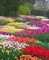 8 Places To See America S Most Beautiful Spring Flowers Most Beautiful Flowers Beautiful Gardens Beautiful Flowers
