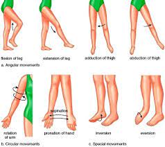Synovial Joints Joints Articulations Fibrous Joints Cartilaginous Joints Synovial Human Anatomy And Physiology Yoga Anatomy Muscle Anatomy