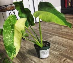 Just Got My Philodendron Imbe Ilsemanii Variegata And I Could Just Stare At It All Day Houseplants