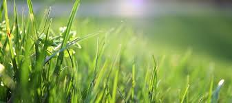 Ants are industrious, quickly rebuilding and repopulating colonies. Signs Of Termites In Yard What Should You Do Chem Free Blog