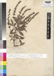 Image result for Otholobium foliosum