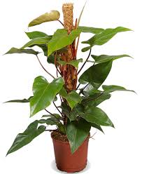 Image result for Filodendron Philodendron