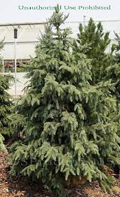 Picea omorika 'bruns' is a robust, fast growing, narrowly conical selection of serbian spruce with symmetrical branches that turn slightly upward at the ends. Plantfiles Pictures Picea Bruns Serbian Spruce Bruns Picea Omorika By Daylilyslp