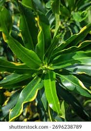 Image result for Myoporum laetum