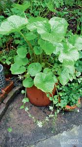 Maybe you would like to learn more about one of these? Growing Wasabi And Horseradish In A Home Garden