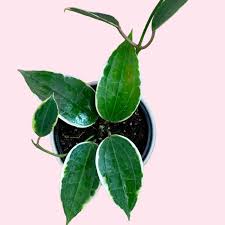 Image result for Carvalhoa macrophylla