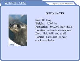 Pin On Seven Susan Animal Adaptations