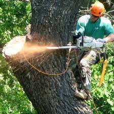 Tree Removal Tree Removal Tree Removal Service Tree Service