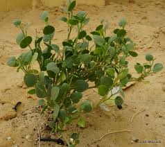 Image result for Capparis cartilaginea