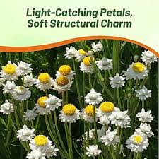 Image result for Aptosimum elongatum