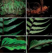 Image result for Asplenium goetzei