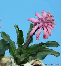 Image result for Veltheimia