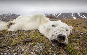 No Skinny Bears In Sight Churchill Polar Bears