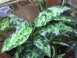 アグラオネマの育て方 植え替え時期は 挿し木や株分けの方法は Greensnap グリーンスナップ