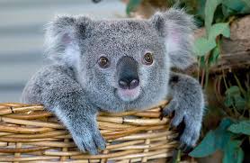 Australia S Animal Emblems Koala Bear Australia Animals Koala