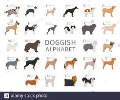 Doggish Alphabet For Dog Lovers Letters Of The Alphabet With The Names Of The Dog Breeds Vector Illustration Stock Vector Image Art Alamy