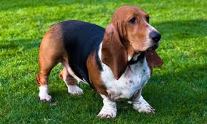 Cu ajutorul acestei galerii de poze puteti gasi usor rasa de caini a cainelui dumneavoastra sau descoperi rase de caini care va plac ca aspect. Basset Hound Intra Aici Daca Vrei Sa Stii Tot Despre Rasa Rasedecaini Ro