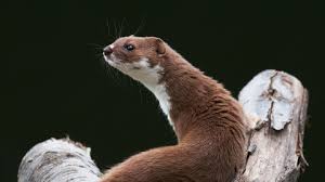 Maybe you would like to learn more about one of these? Weasel The Wildlife Trusts