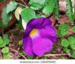 Image result for Thunbergia crispa