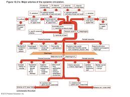 Figure 19 21a Major Arteries Of The Systemic Circulation