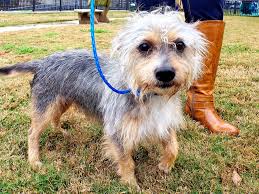 Petland bradenton in florida has variety of dogs and puppies for sale, including english bulldog, german shepherd, pomeranian, yorkie and many more. Frisco Approves Stopgap Animal Measures After Petland Investigation Culturemap Dallas