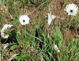 Image result for Gerbera piloselloides