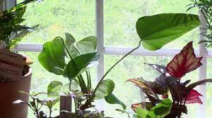 Anthurium Timelapse Youtube